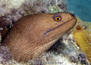 Hello Handsome! 
 by Lisa Hinderlider 